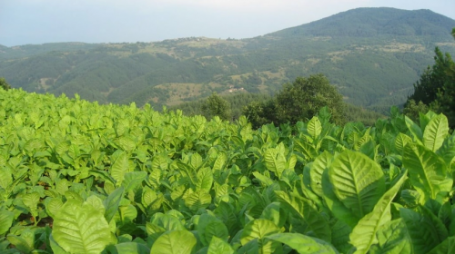 Bu məhsulları satanları 5 min manat cərimə GÖZLƏYİR